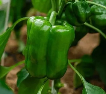 Pepper - Sweet California Wonder