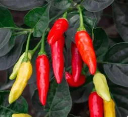 Pepper - Tabasco, Hot