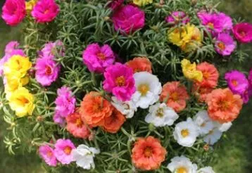Portulaca Moss Rose- Double Mix, Rose Moss