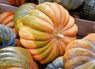 Pumpkin - Fairytale, Musque De Provence