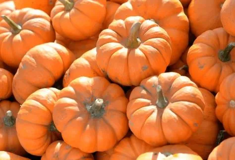 Pumpkin - Jack Be Little