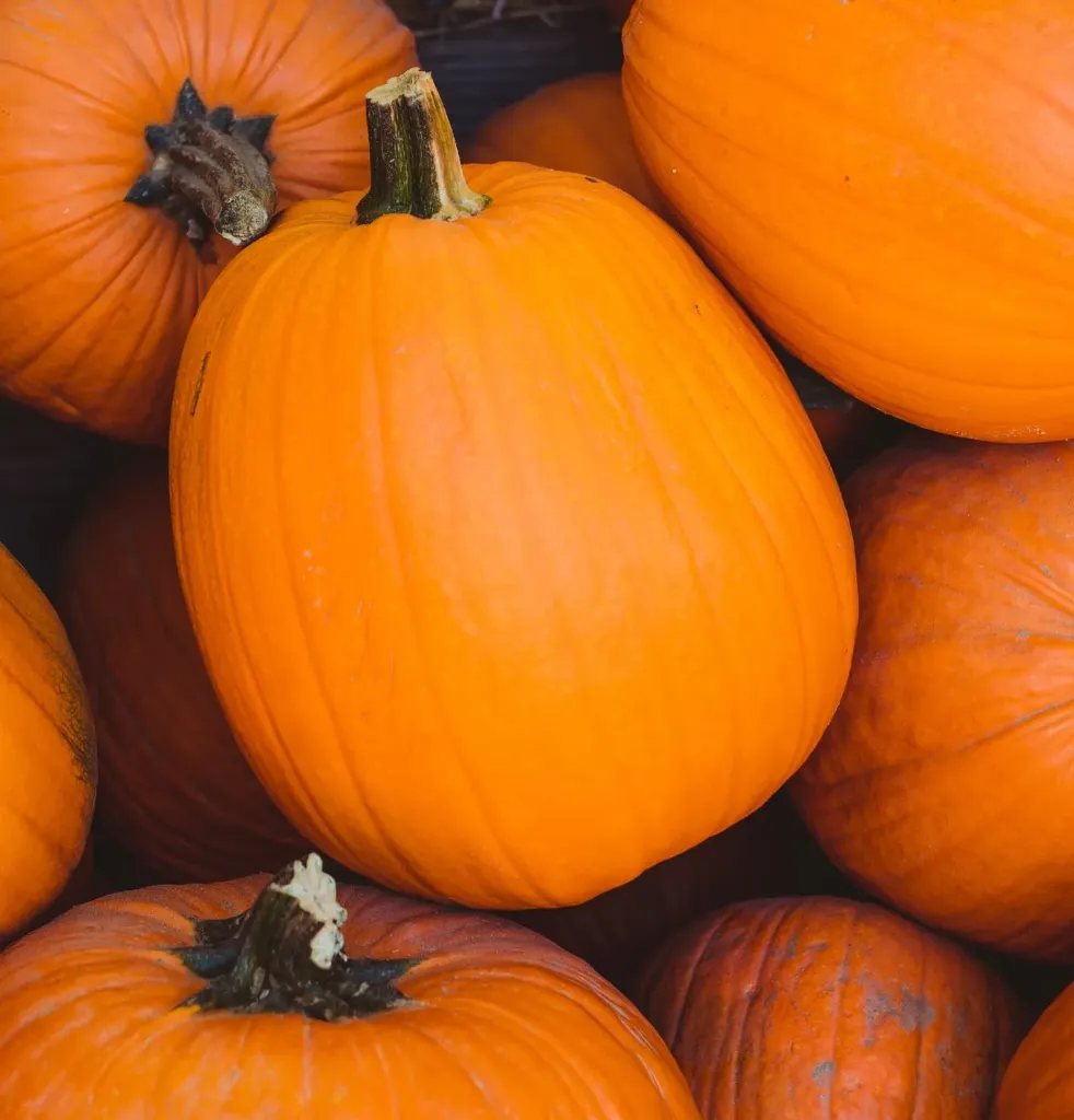 Pumpkin - Jack O Lantern