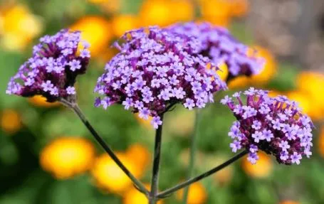 Purpletop Vervain / Verbena