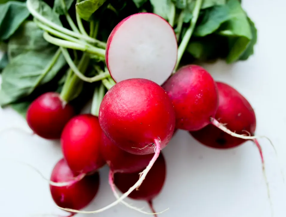 Radish - Champion