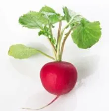 Radish - Cherry Belle