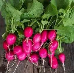 Radish - Lady Slipper