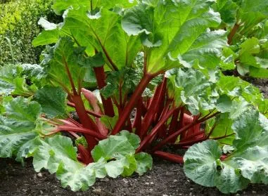 Rhubarb - Victoria