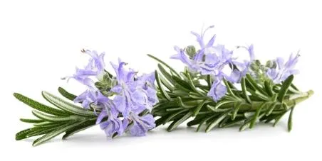 Rosemary