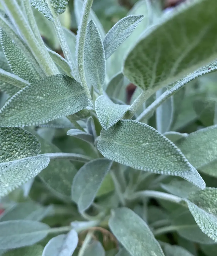 Sage, Broadleaf