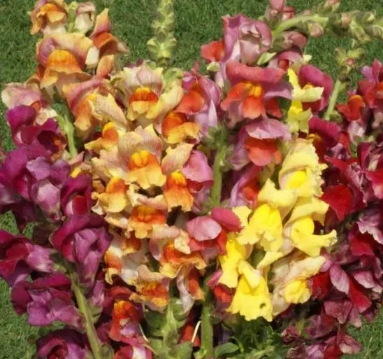 Snapdragon - Tetra Mix