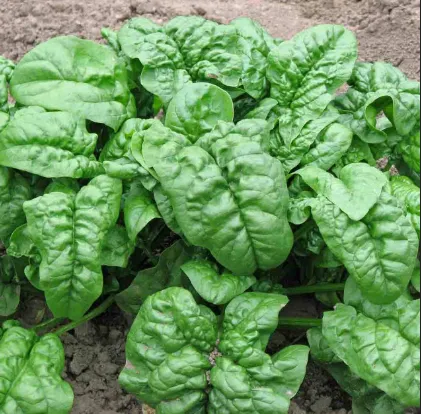 Spinach - Giant Noble