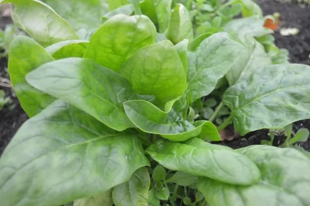 Spinach - Winter Giant