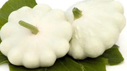 Squash - Scallop Early White Bush