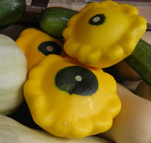 Squash - Scallop Yellow & or White Summer Bush