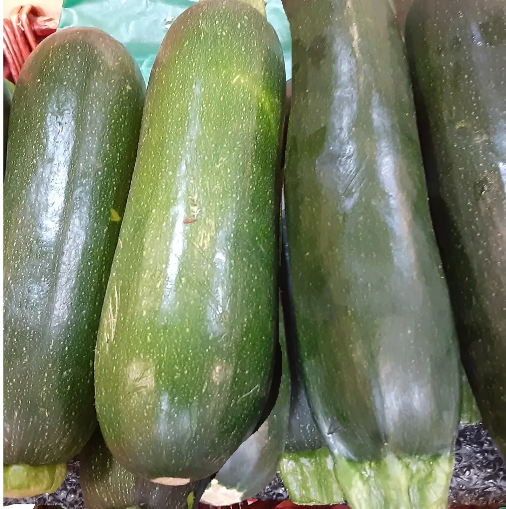 Squash - Summer Dark Green Zucchini