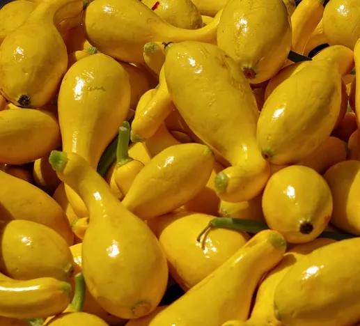 Squash - Summer Early Yellow Crookneck