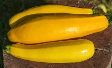 Squash - Summer Golden Zucchini