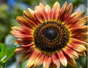 Sunflower - Autumn Beauty