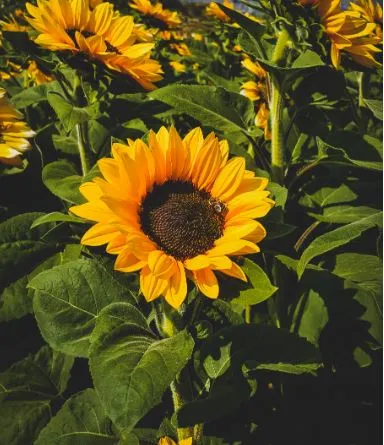 Sunflower - Black Oil Sunflower "common"