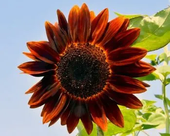 Sunflower - Chocolate Cherry