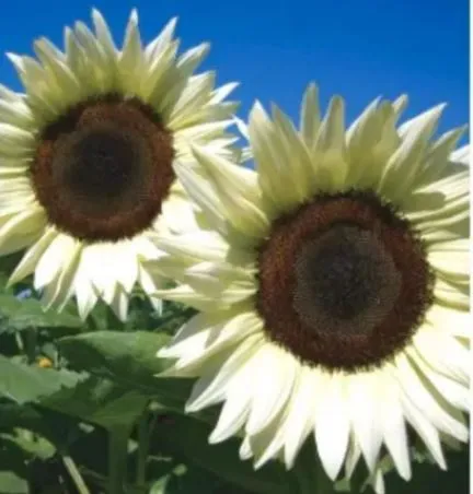 Sunflower - Italian White