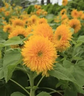 Sunflower - Teddy Bear Dwarf