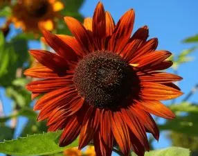 Sunflower - Velvet Queen