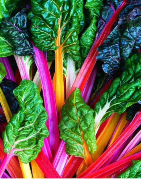 Swiss Chard - Bright Lights