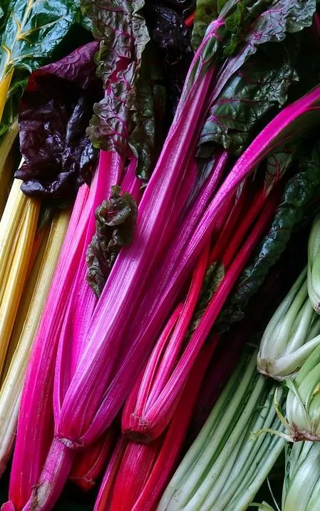 Swiss Chard - Pink Lipstick