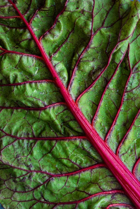 Swiss Chard - Rhubarb