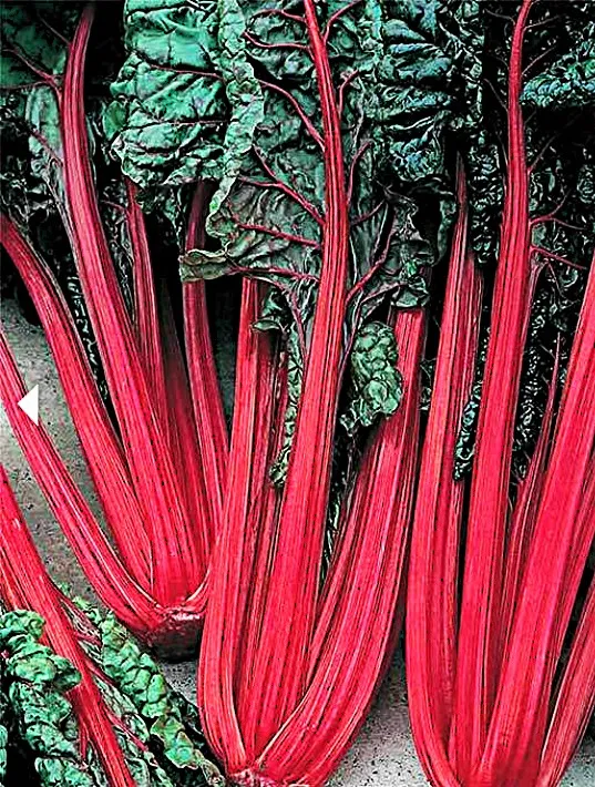 Swiss Chard - Ruby Red