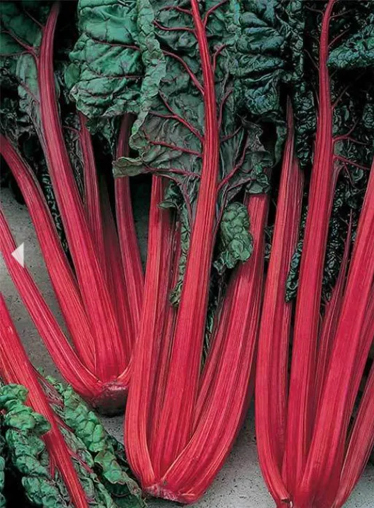 Swiss Chard - Ruby Red