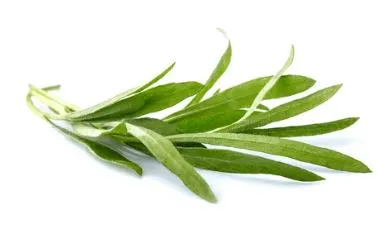 Tarragon - Russian