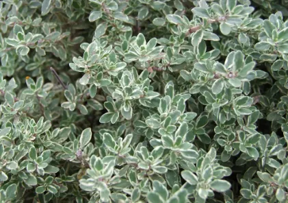 Thyme