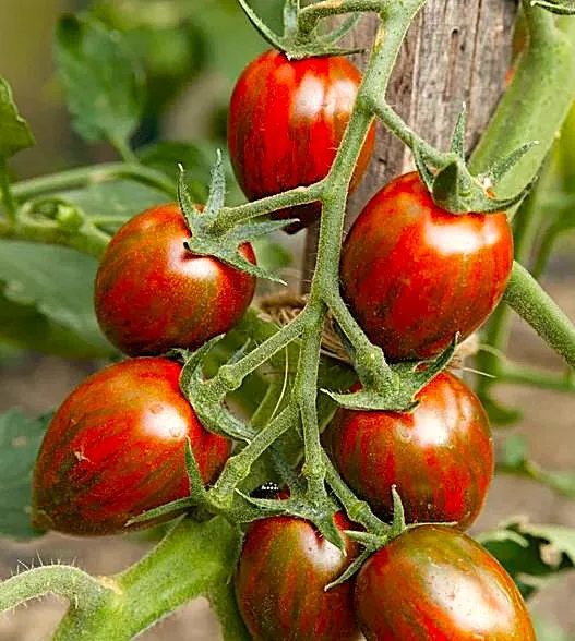 Tomato - Brad's Atomic Grape