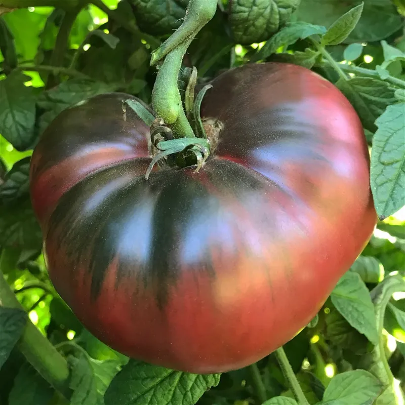 Tomato - Cherokee Purple, Beefsteak Variety