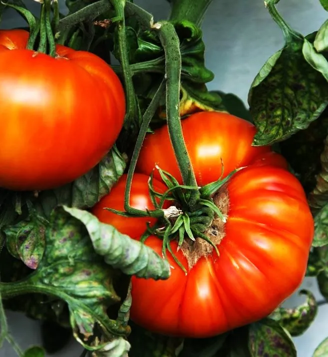 Tomato - Giant Red Beefsteak Slicing Tomato