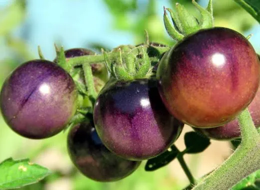 Tomato - Indigo Rose