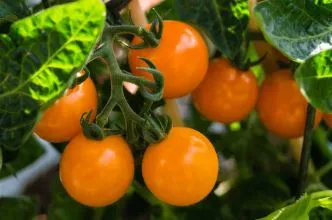 Tomato - Isis Candy, Cherry Tomato