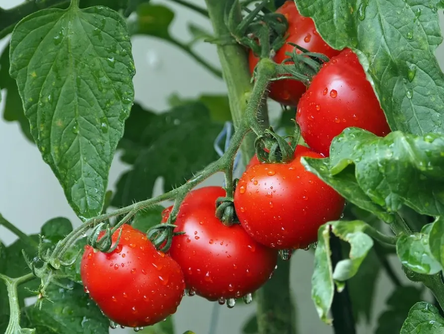 Tomato - Marglobe