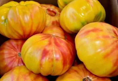 Tomato - Mr Stripey - Slicing