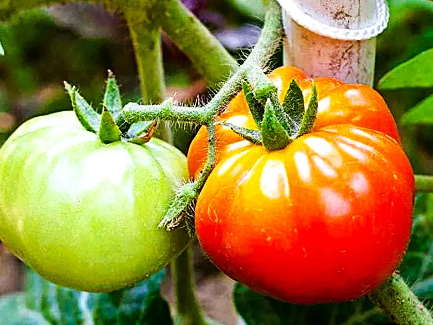 Tomato - Old German Large Slicing, Beefsteak