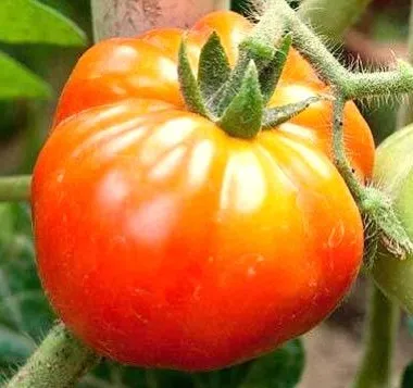 Tomato - Old German Large Slicing, Beefsteak