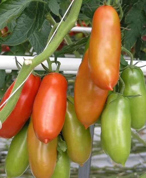 Tomato - San Marzano - Paste, Indeterminate