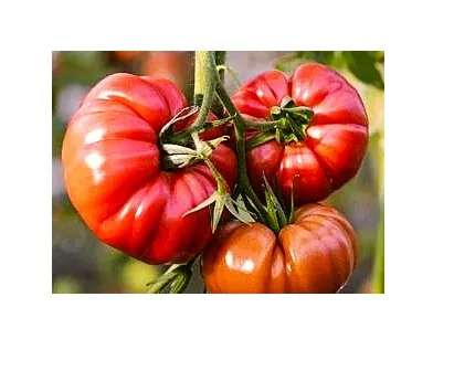 Tomato - Stuffer Pink Beefsteak Variety