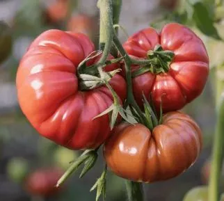 Tomato - Stuffer Pink Beefsteak Variety