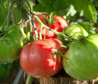 Tomato - Watermelon Beefsteak