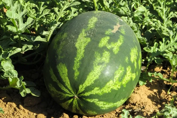 Watermelon - Crimson Sweet