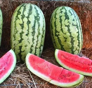 Watermelon - Klondike Striped Blue Ribbon