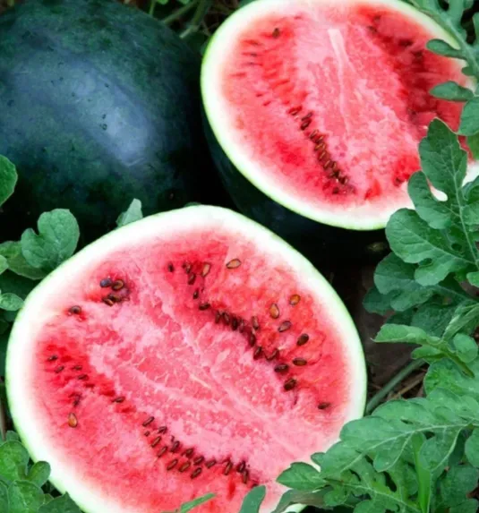 Watermelon - Sugar Baby